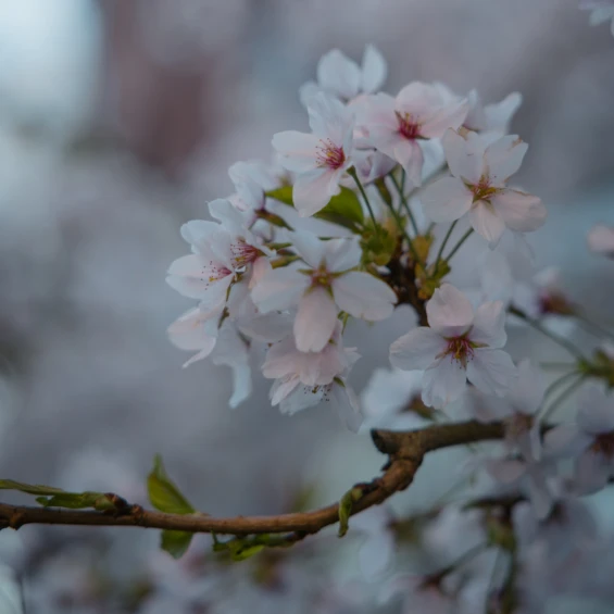 bloemetjes