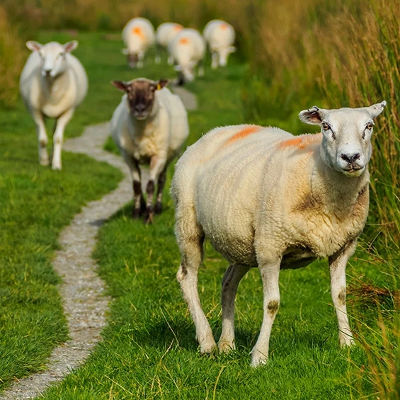 Schapendrijven landgoed bijstervelt