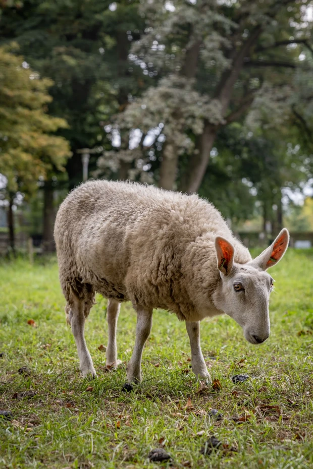 Landgoed Bijstervelt - rondleiding